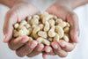 How Cashews Are Processed at Rise Cashew Factory
